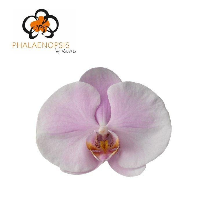 25x Phal.tikal