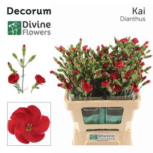 20x Dian.tr.solomio kai 60cm