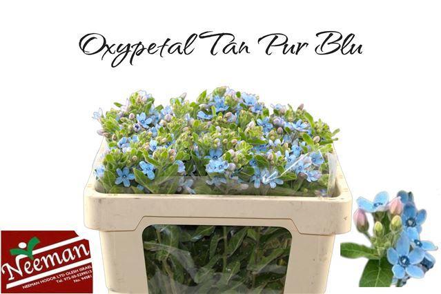 25x Oxypetalum coeruleum blue 50cm