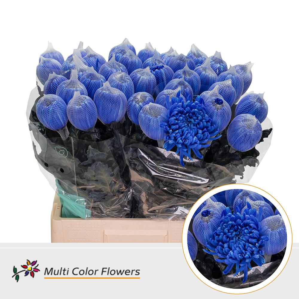10x Chrysant antonov blauw 70cm
