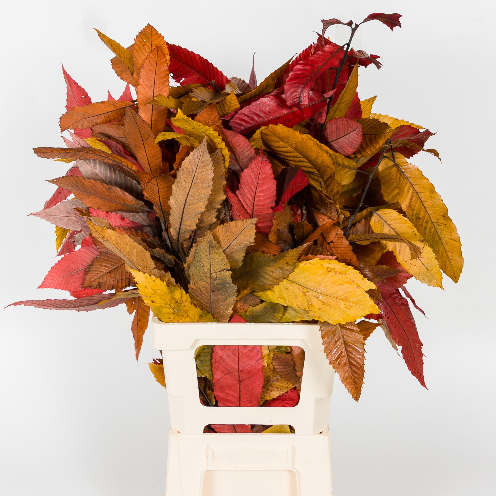 5x Dc kastanjeblad herfst gestabiliseerd 70cm