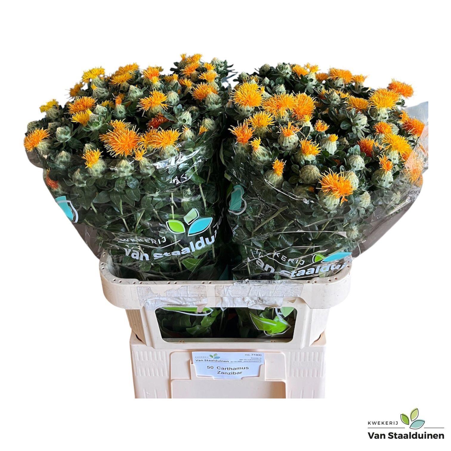 25x Carthamus zanzibar 80cm