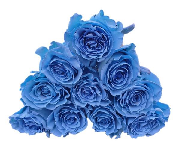 12x Rosa blue bell 60cm