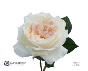24x Rosa david austin purity 50cm