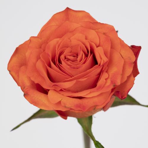 20x Rosa orange wave 40cm