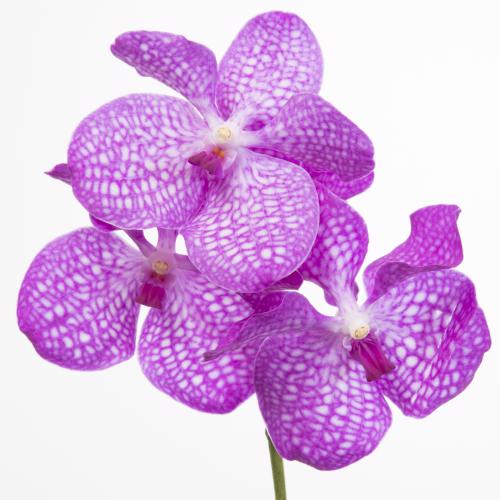 16x Vanda kan.magic pink