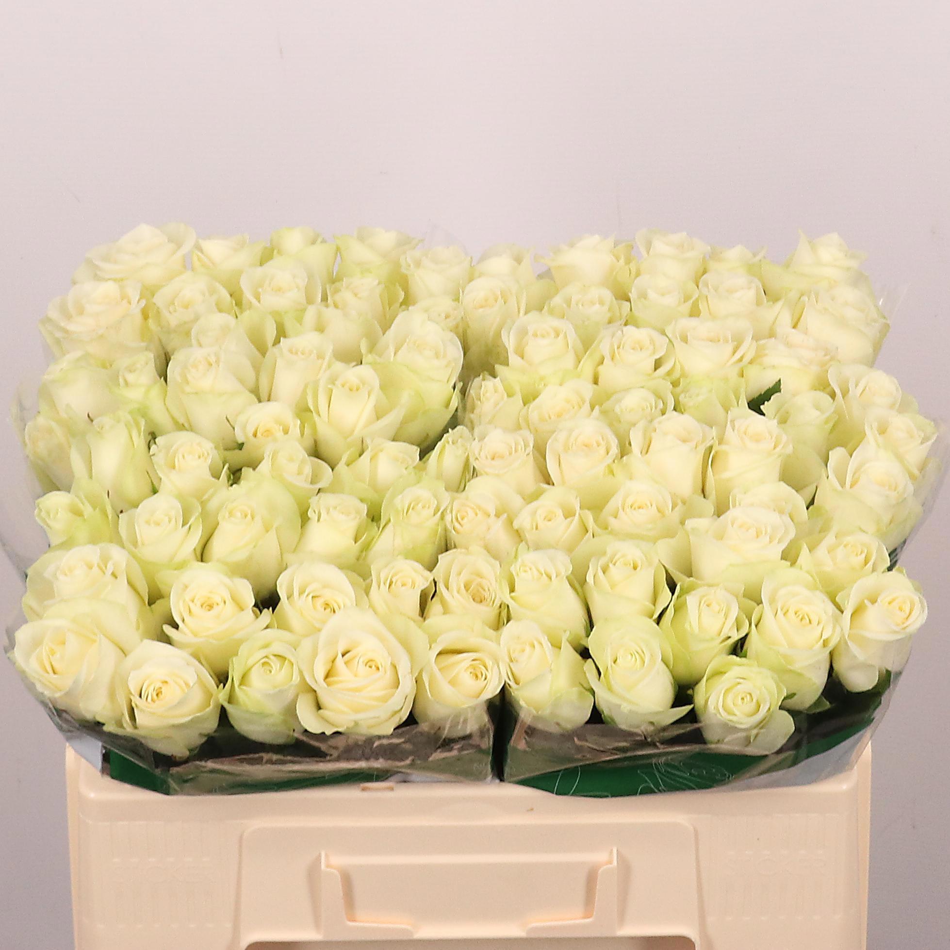 20x Rosa snowstorm+ 50cm