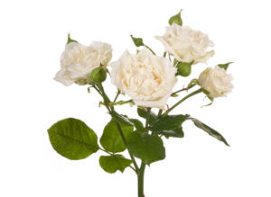 10x Rosa bridal flow 50cm