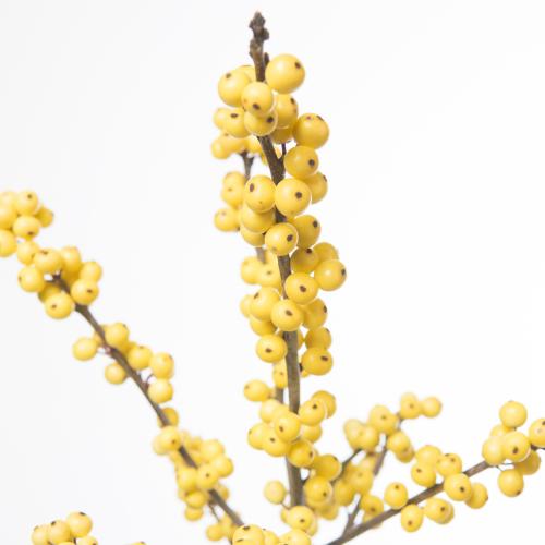 5x Ilex citronella 60cm