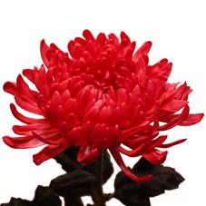 10x Chrysant antonov rood 70cm