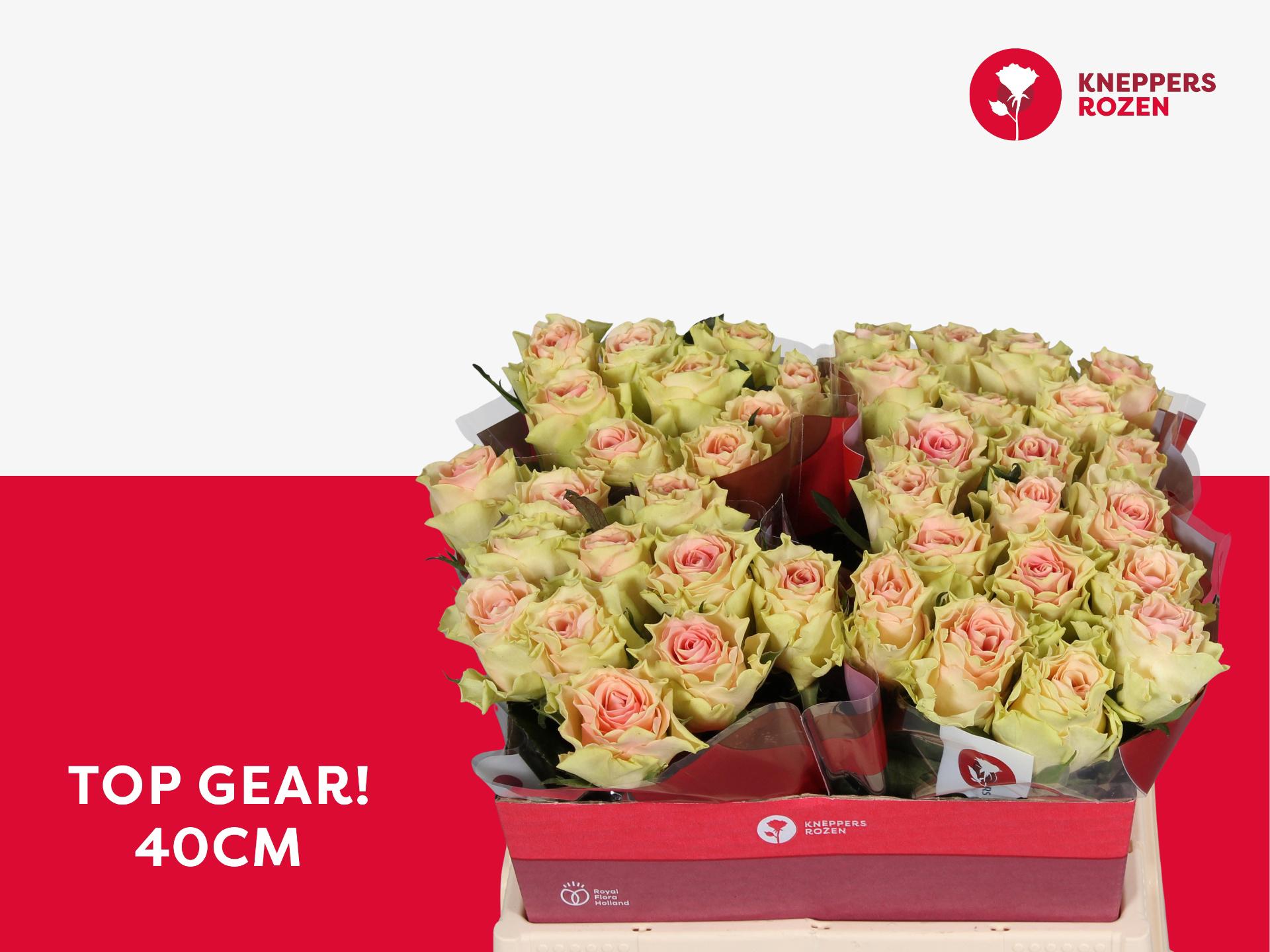 20x Rosa top gear! 40cm