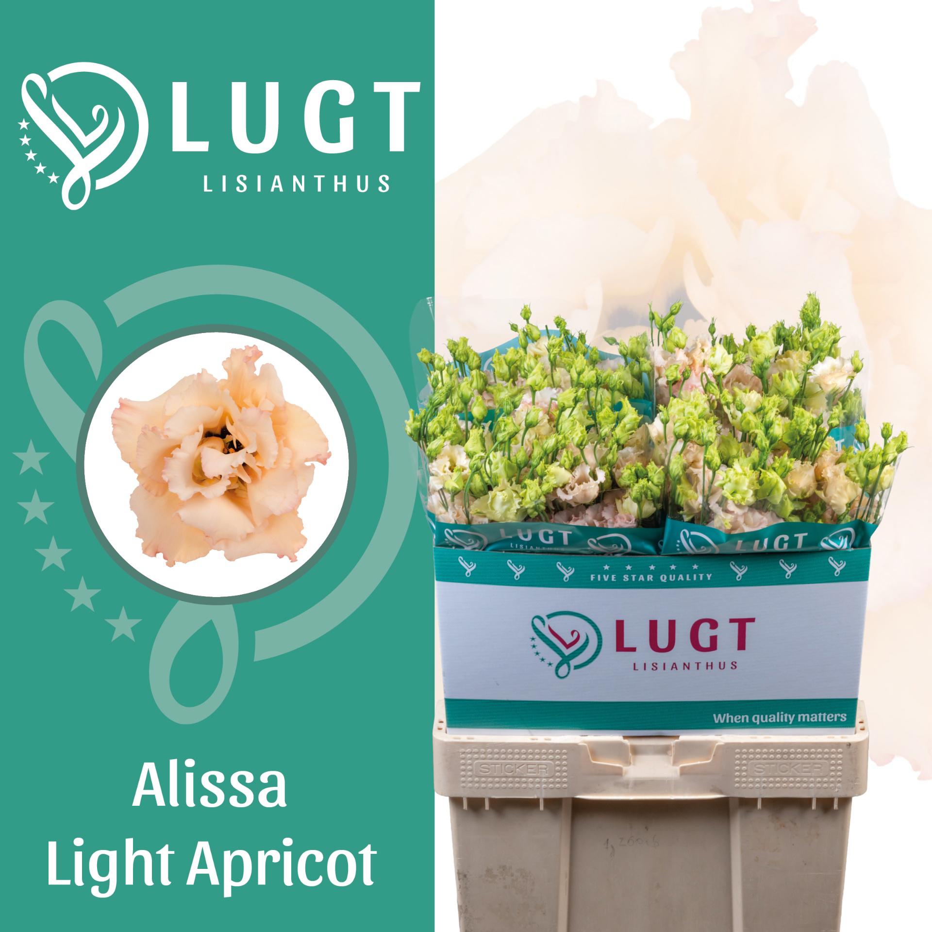 10x Eust.alissa light apricot du 70cm