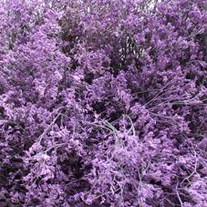 25x Lim. milka 70cm