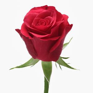 20x Rosa tacazzi+ 40cm