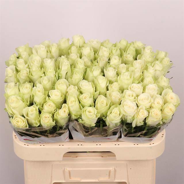 20x Rosa athena 60cm