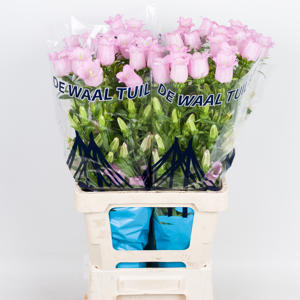 10x Camp.med.champ.pink 70cm