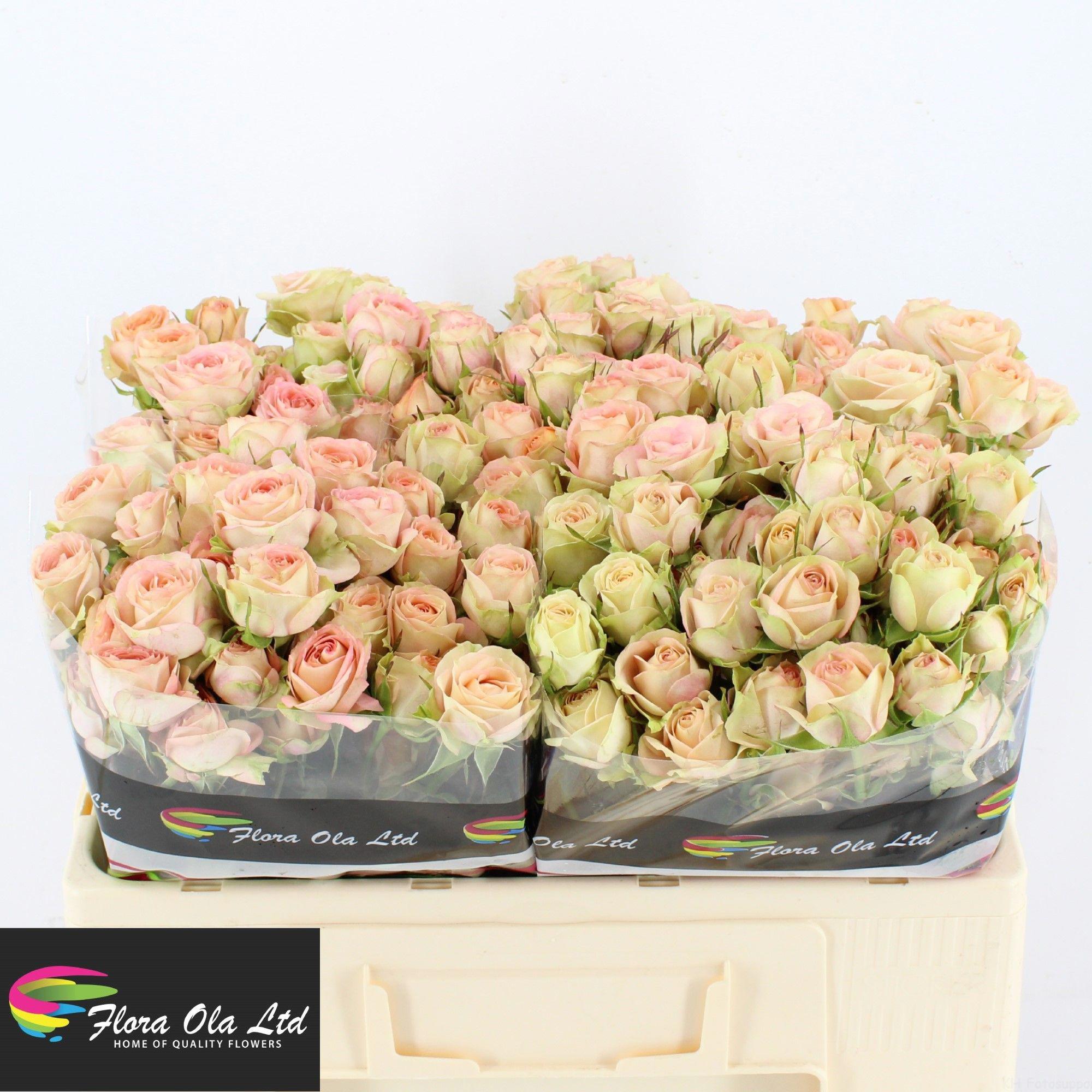 10x Rosa tr. azore 50cm