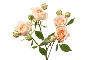 10x Rosa sancerre 50cm