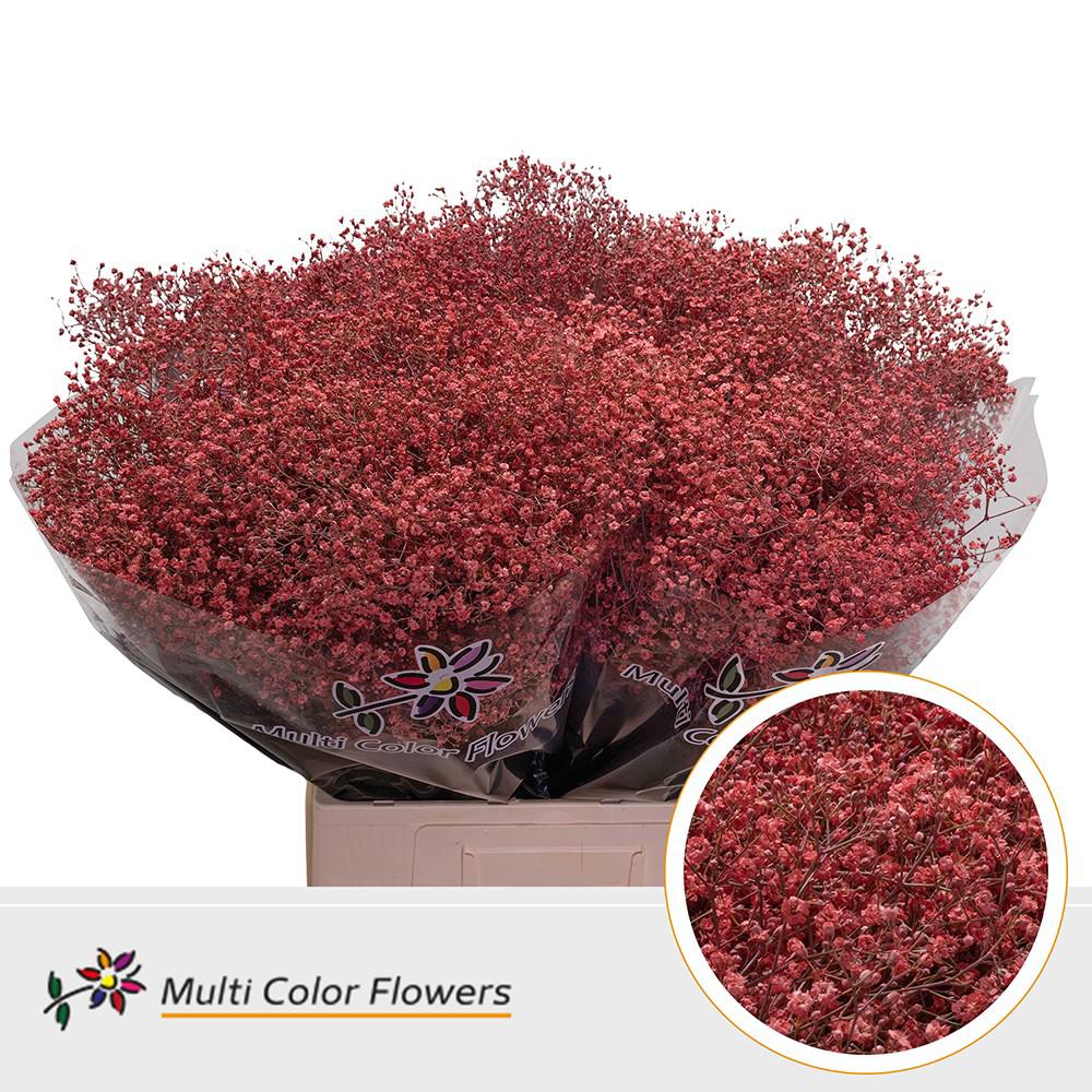 25x Gipskruid m.stars koraal 70cm
