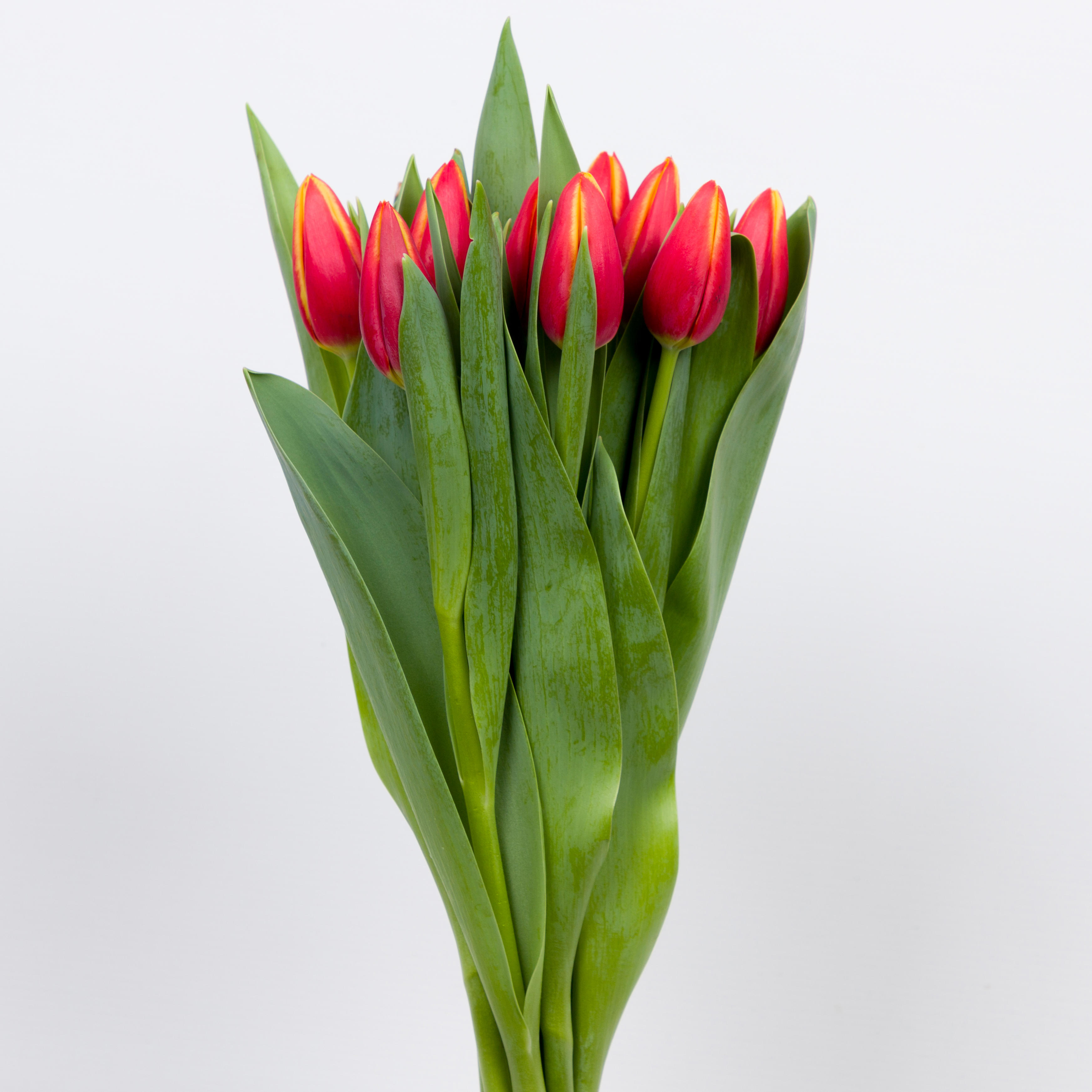 50x Tulipa tarzan en 50cm