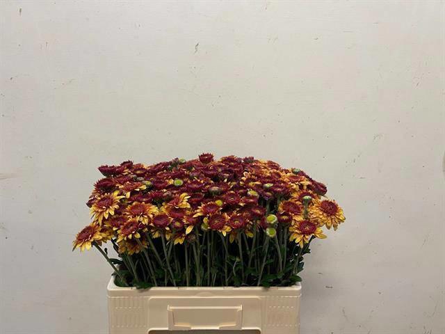 10x Chrysant beppie brons 50cm