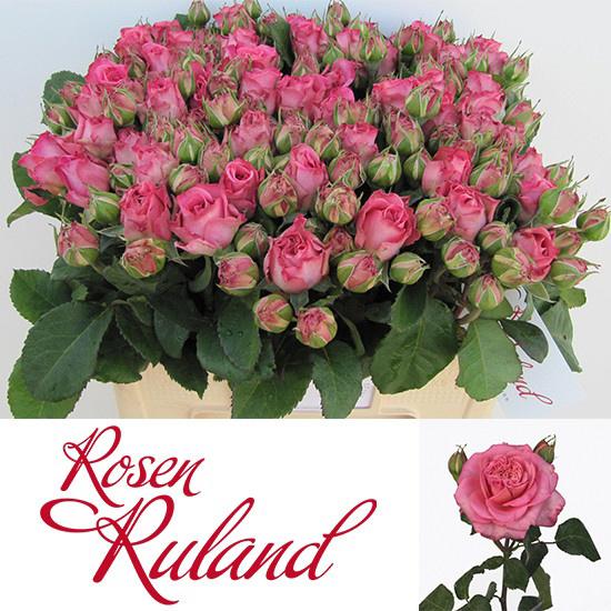 10x Rosa ashley 50cm