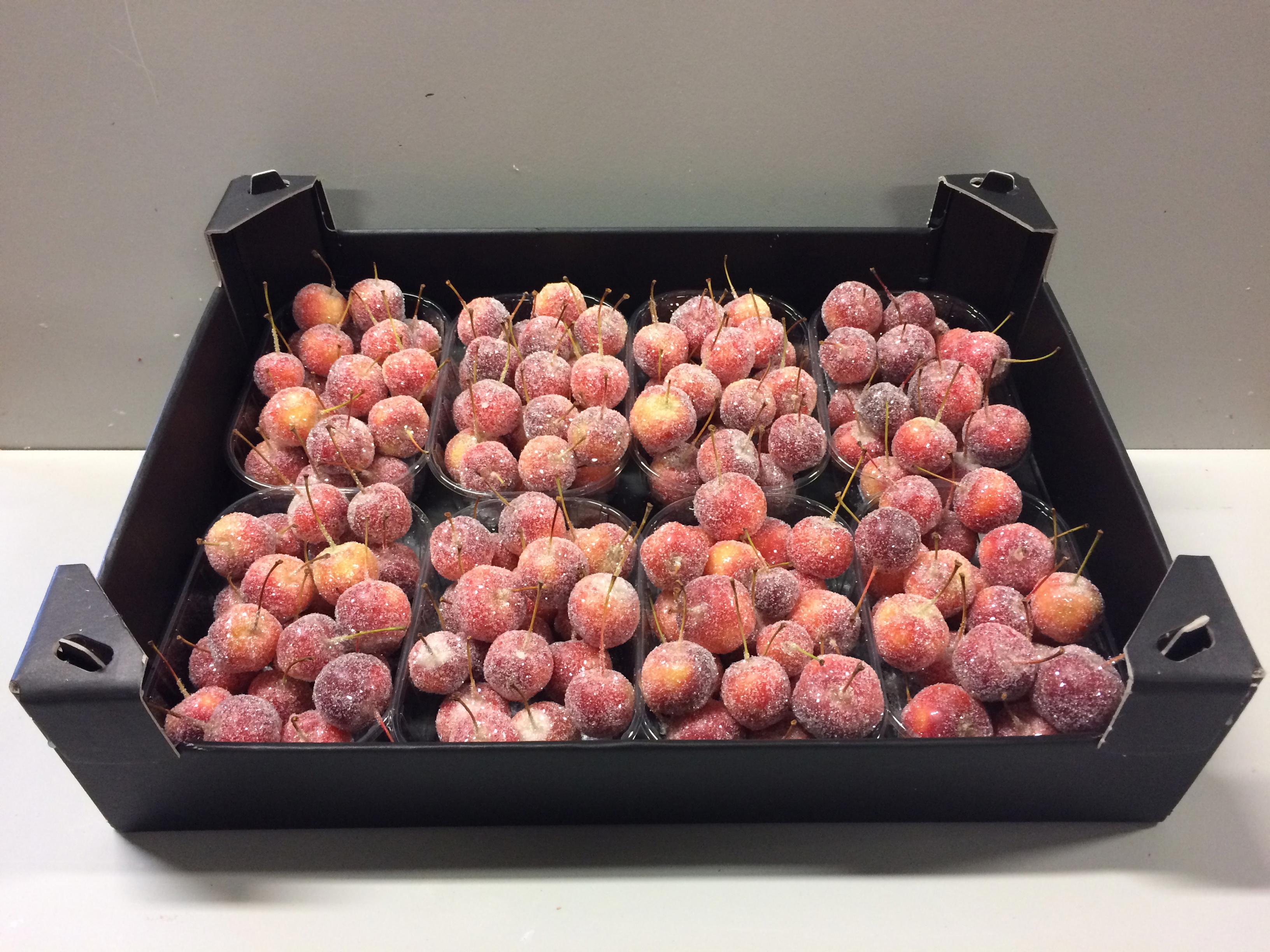 8x Sf malus wax naturel + glitter