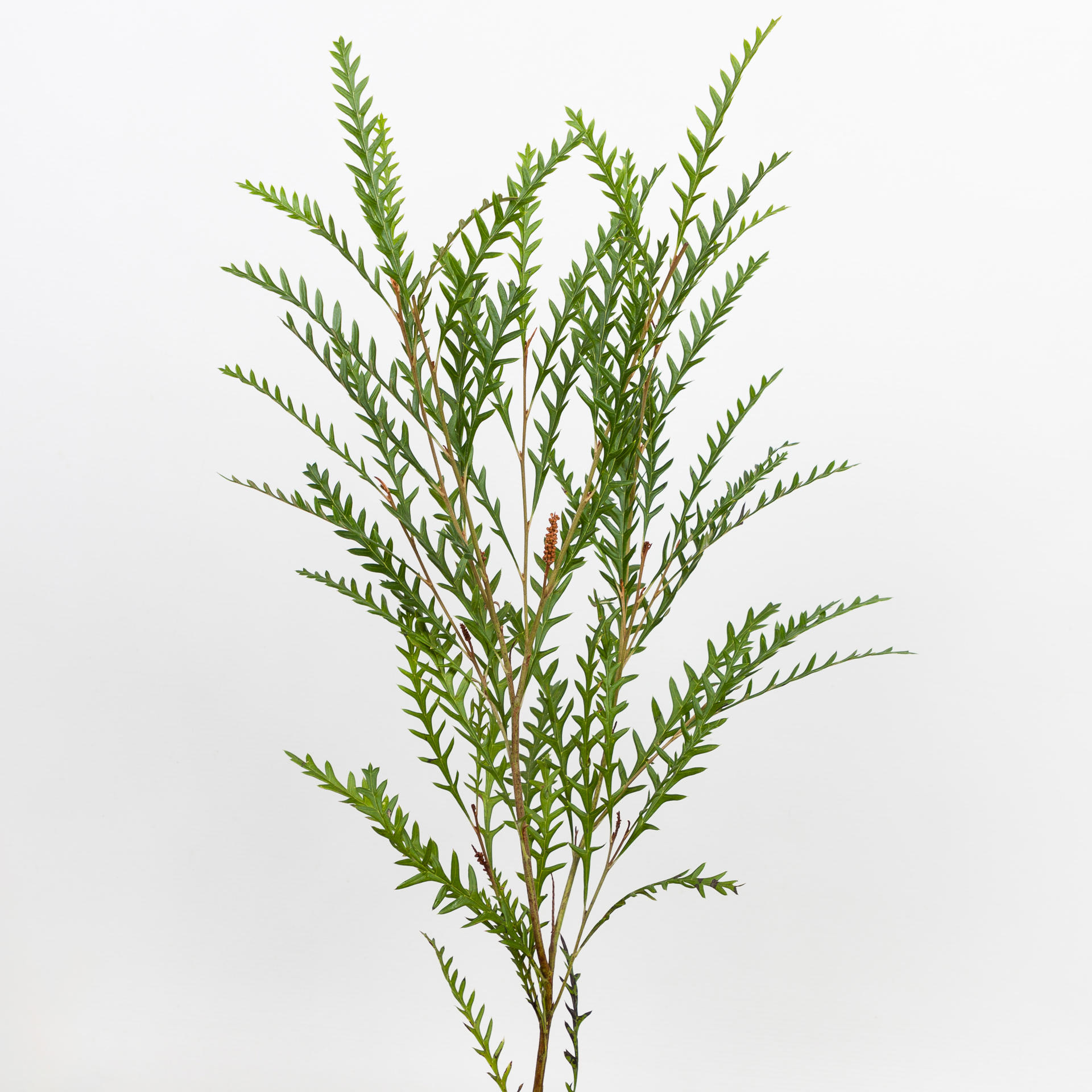 5x Sg grevillea ivanhoe 50cm