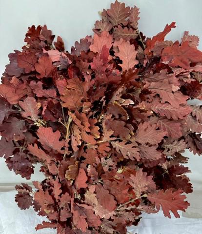 5x Dc quercus bordeaux gestabiliseerd 50cm
