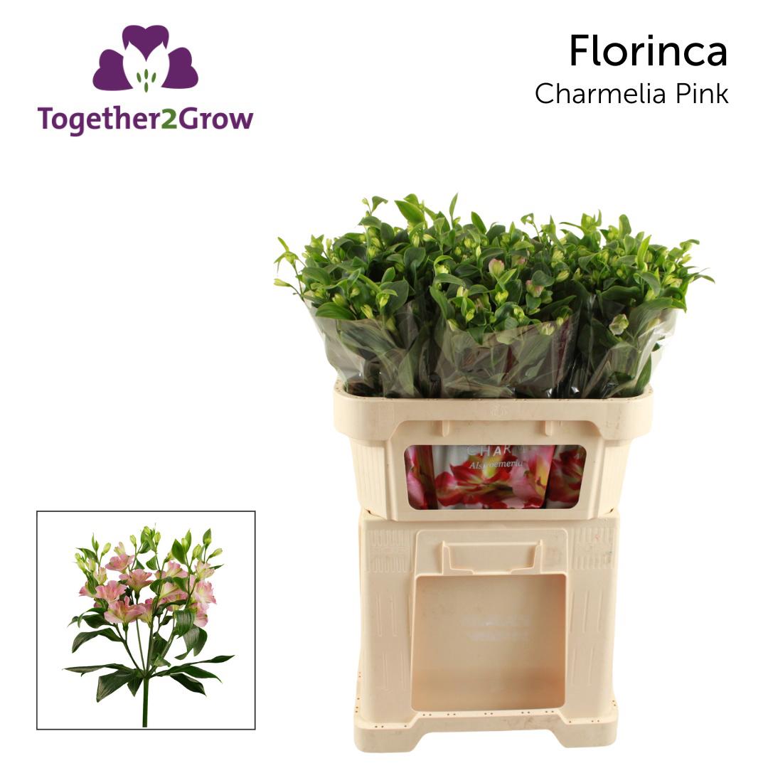 10x Alstroemeria flor.charmelia 70cm
