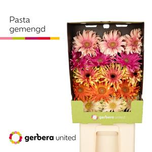 15x Gerb.pasta mix var. 70cm