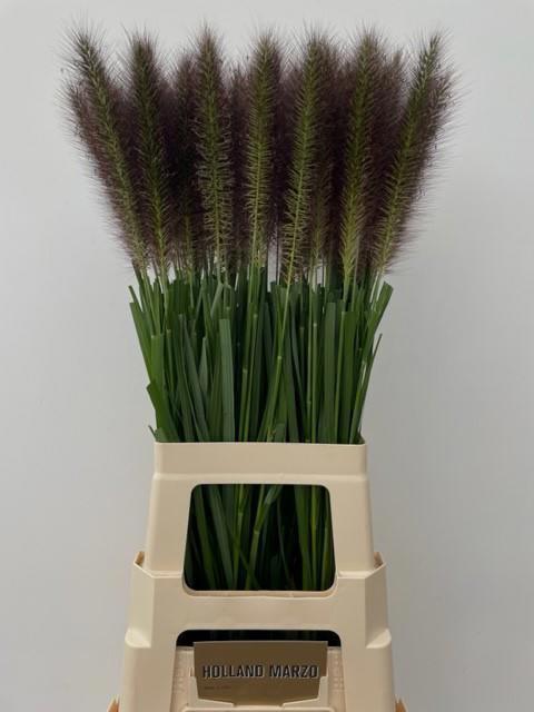 30x Gs pennisetum red head 80cm