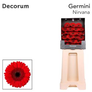 25x Germ.nirvana 70cm