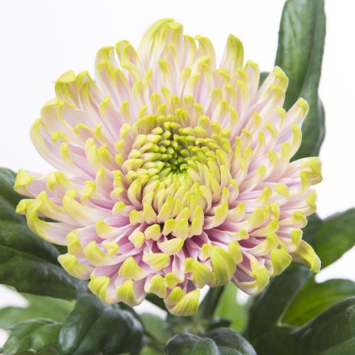 10x Chrysant rossano charlotte 70cm