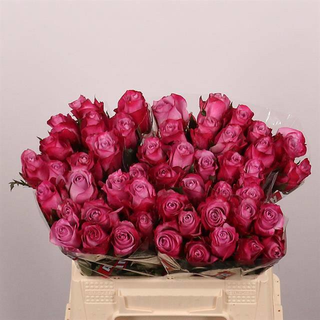 20x Rosa deep purple 40cm