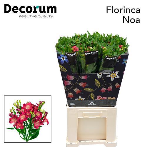 10x Alstroemeria flor.noa 70cm