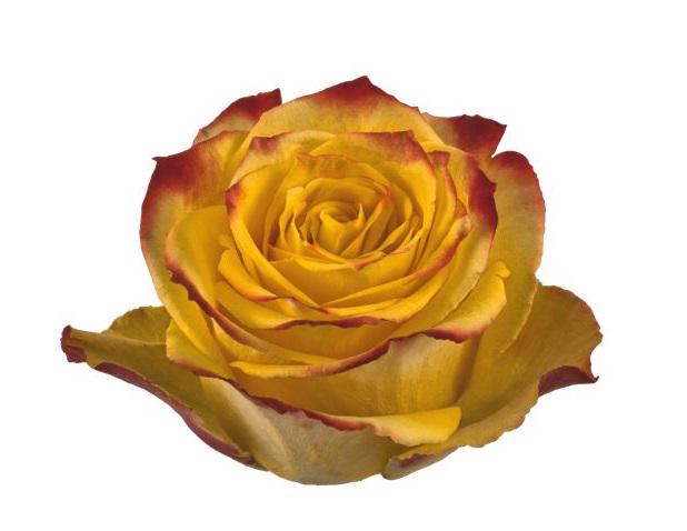 25x Rosa tutti frutti 50cm
