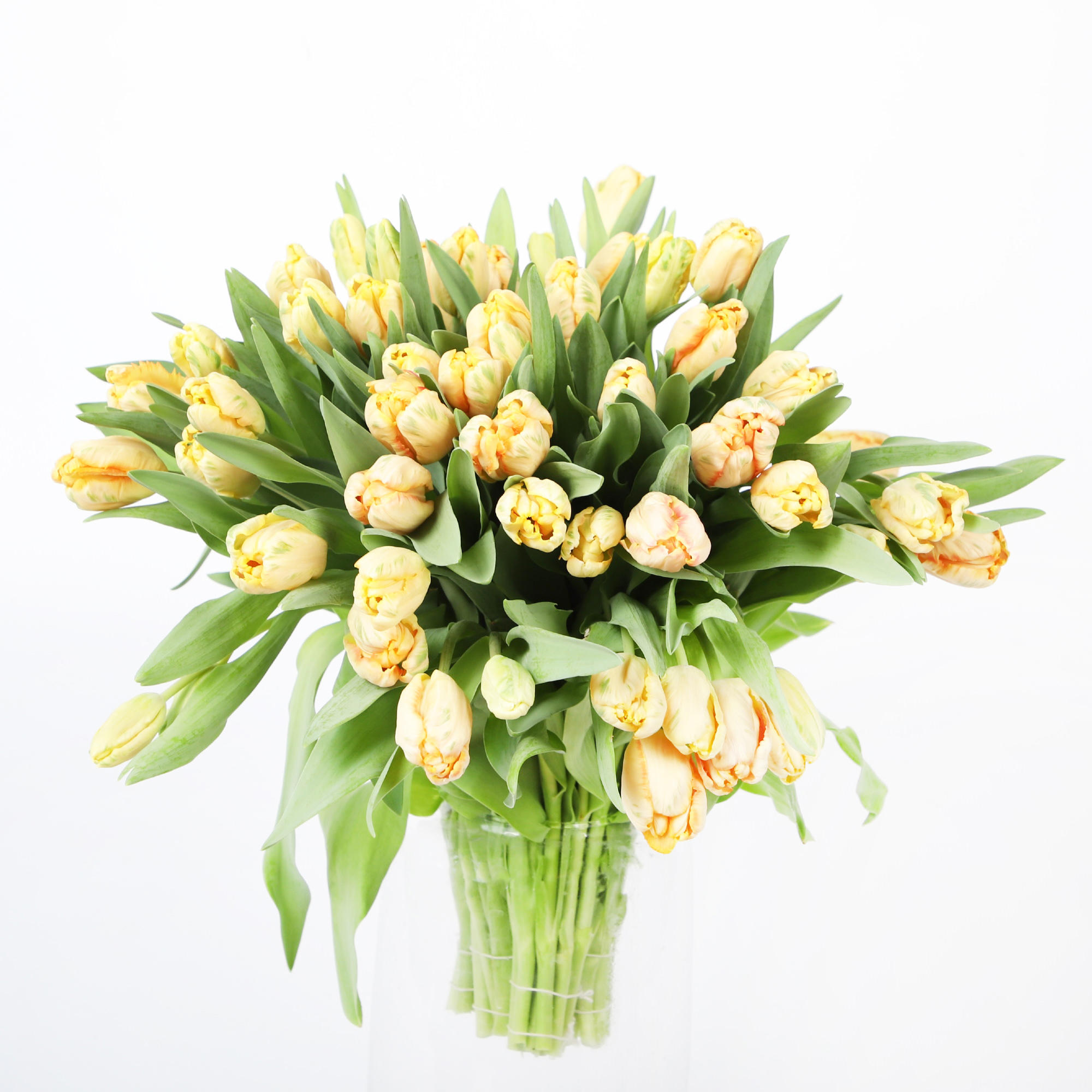50x Tulipa apricot parrot pa 40cm