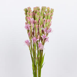 10x Polianthes tub.pink sapphire 70cm