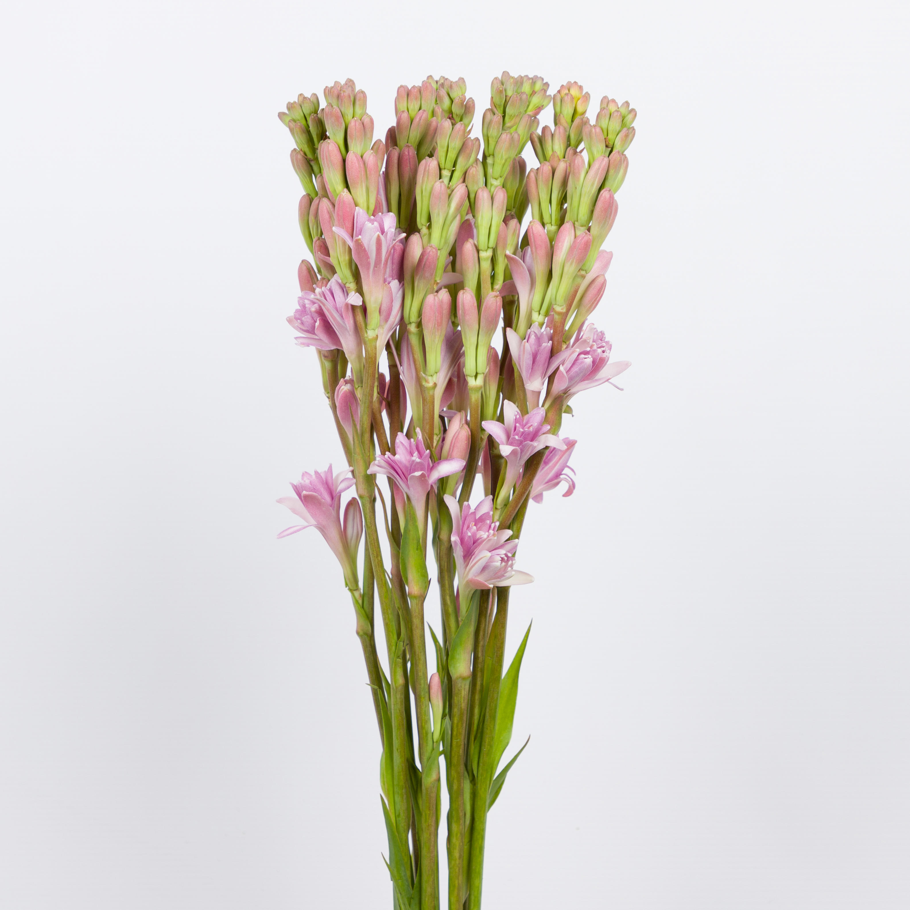 10x Polianthes tub.pink sapphire 60cm