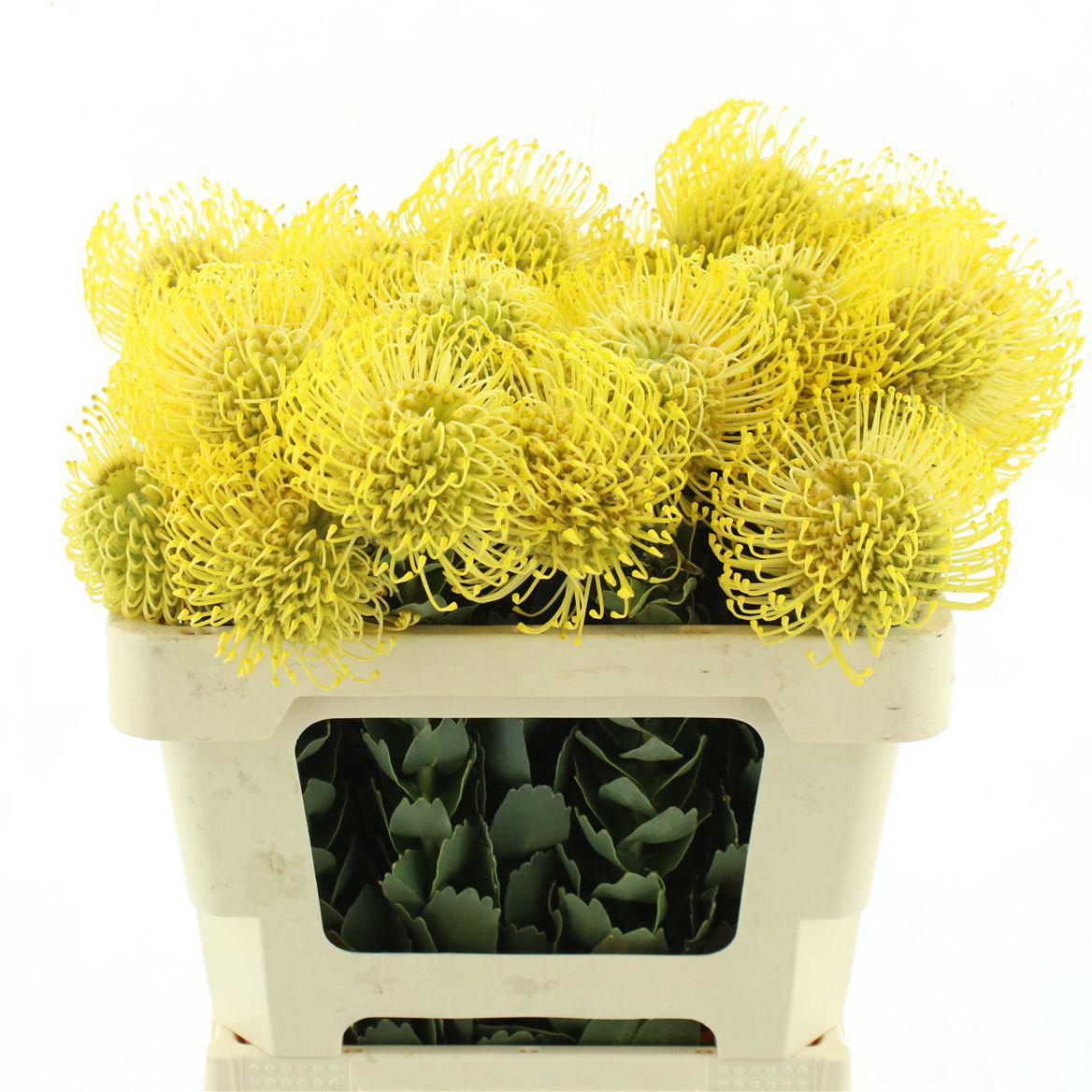 10x Leucos.high gold 50cm