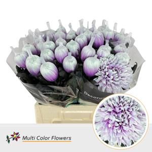 10x Chrysant antonov after eight 70cm