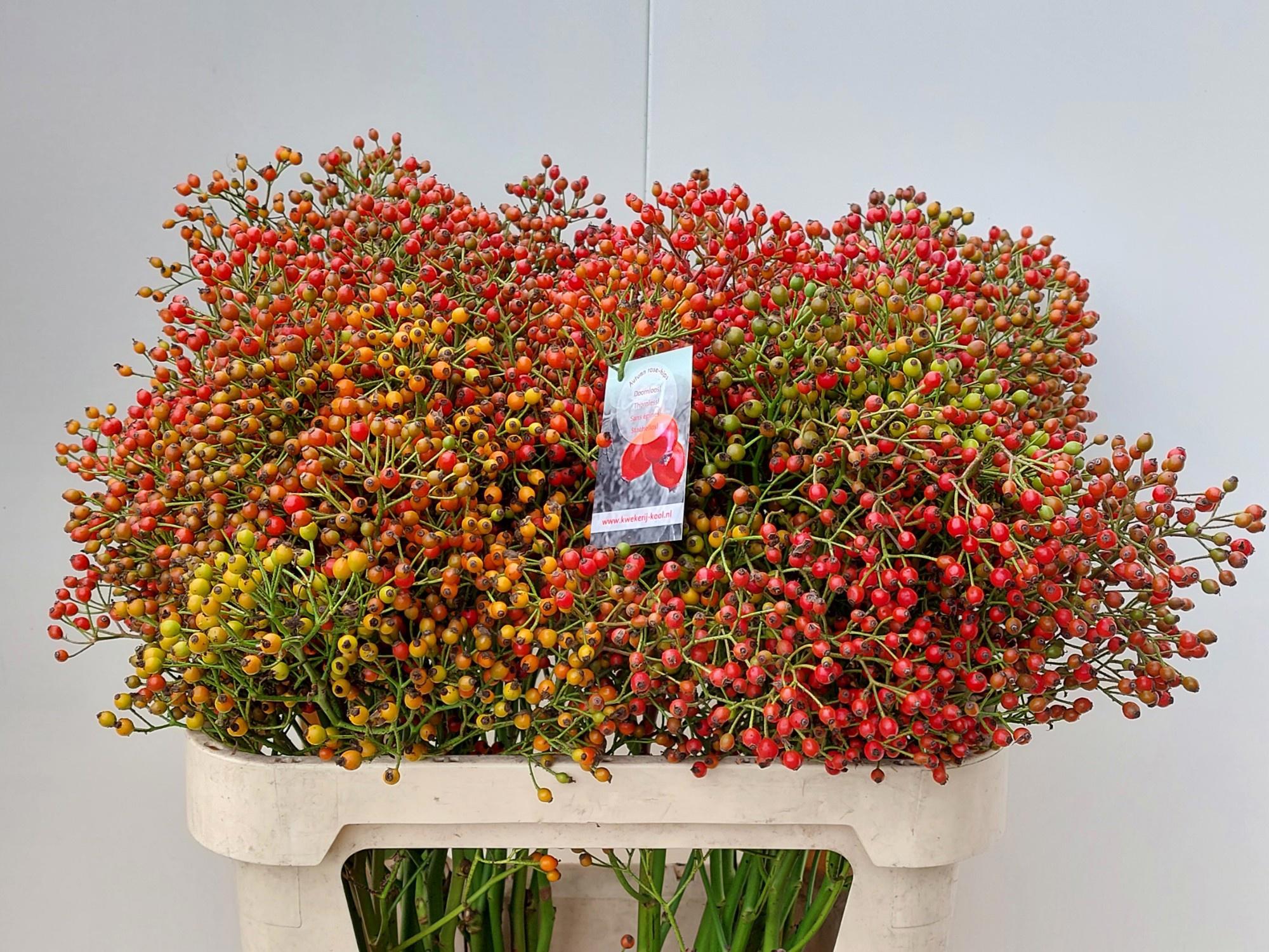 10x Rosa autumn splash 70cm
