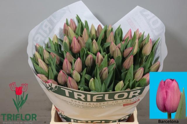 50x Tulipa barcelona en 40cm