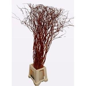 50x Tk salix golden curls 80cm