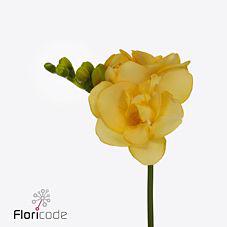 50x Freesia marseille du 50cm