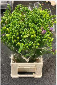 50x Frees.mix var.(d) 50cm