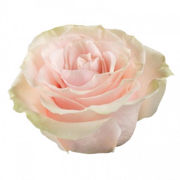 25x Rosa pink mondial 60cm