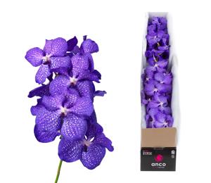 4x Vanda kan.magic blue 30cm