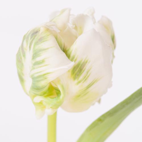 50x Tulipa super parrot pa 40cm
